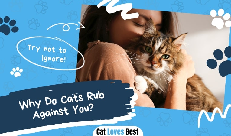 why do cats rub against you let's find out