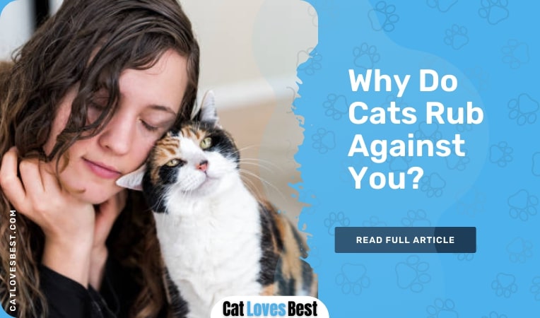 why do cats rub against you