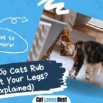 why do cats rub against your legs explained
