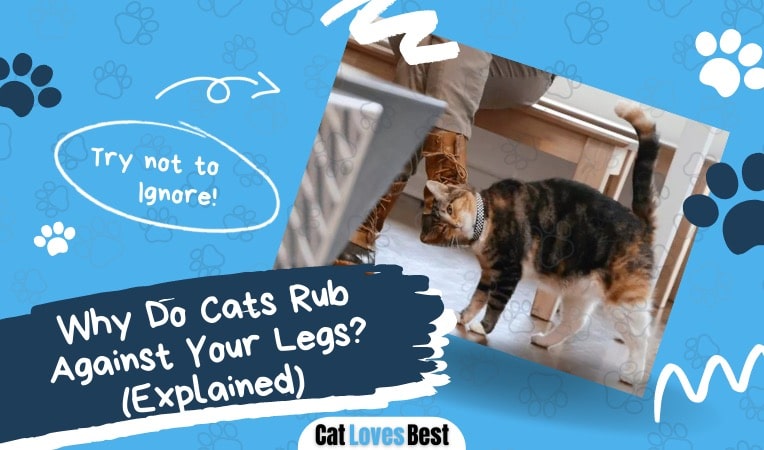 why do cats rub against your legs explained