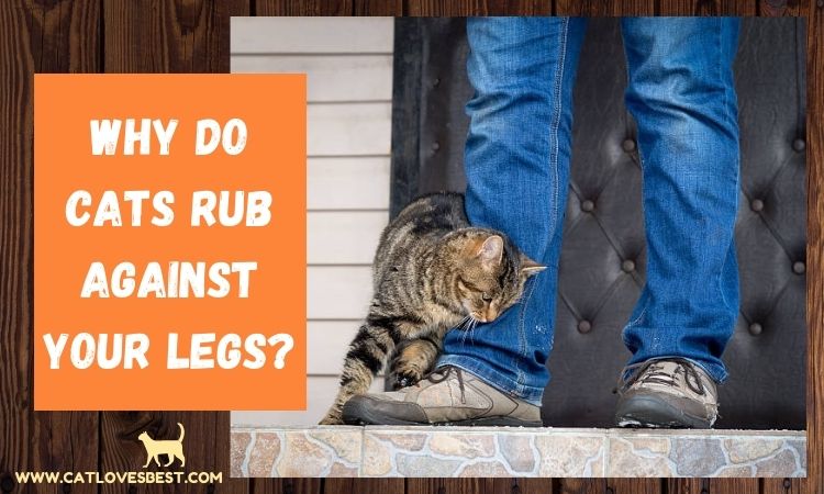 Why Do Cats Rub Against Your Legs