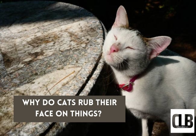 why do cats rub their face on things