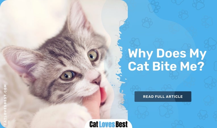 why does my cat bite me