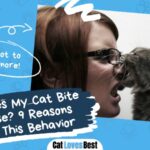 why does my cat bite my nose 9 reasons for this behavior