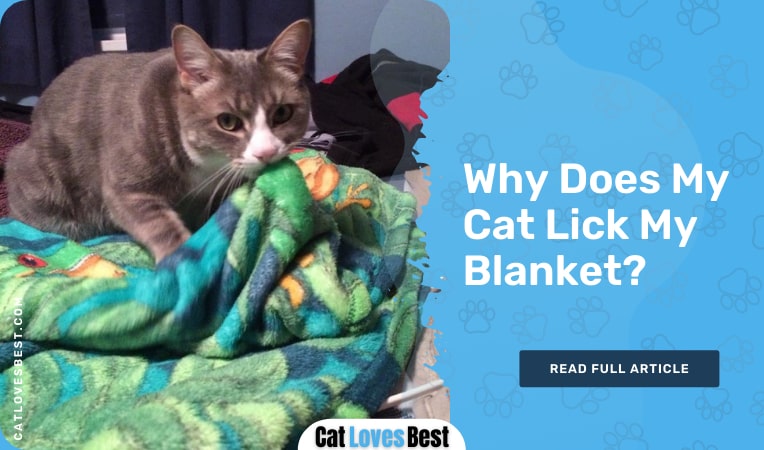 why does my cat lick my blanket