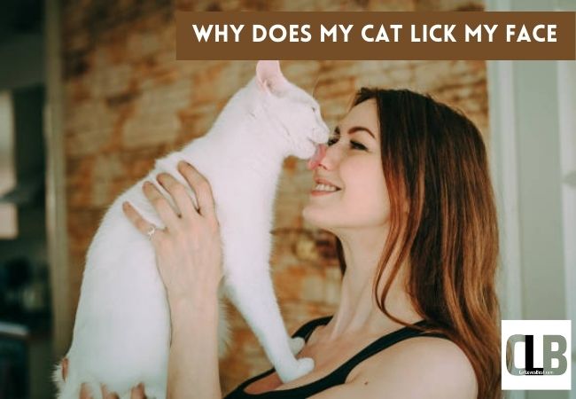 why does my cat lick my face