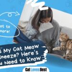 why does my cat meow when i sneeze here is what you need to know