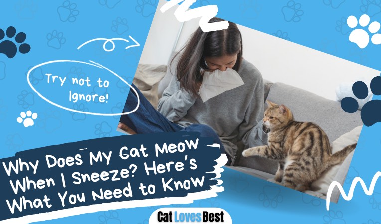 why does my cat meow when i sneeze here is what you need to know