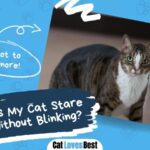 why is my cat staring at me without blinking her eyes