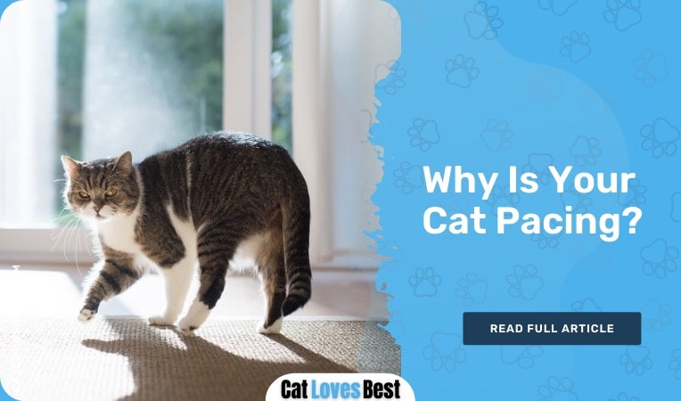 why is your cat pacing