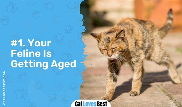 your cat is aging
