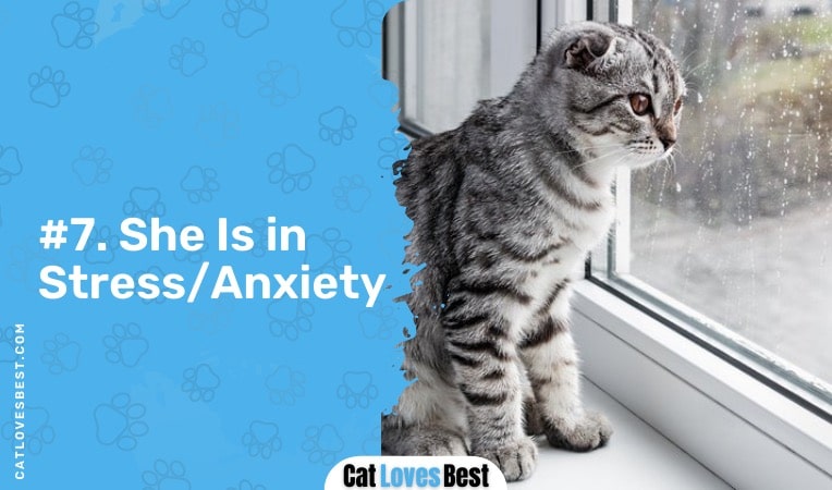 your cat is anxious or stressed