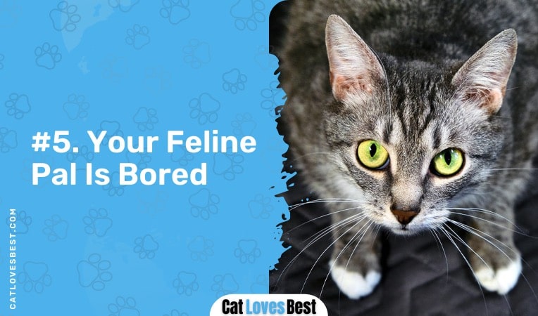 your cat is bored