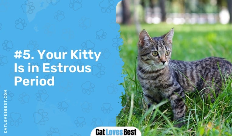your cat is in estrous period