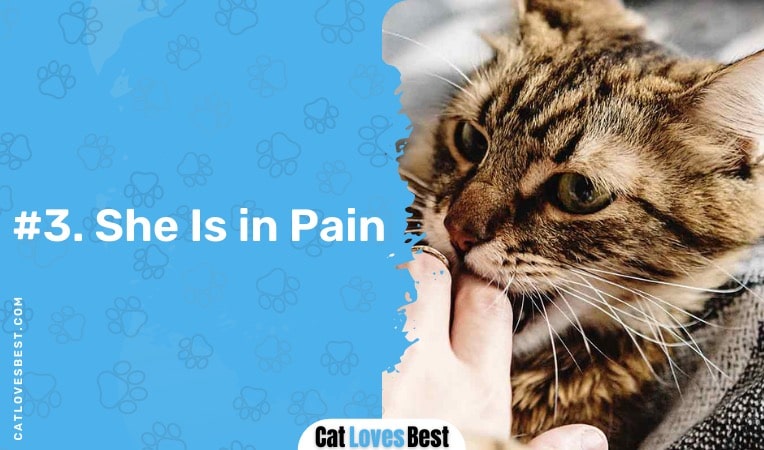 your cat is in pain