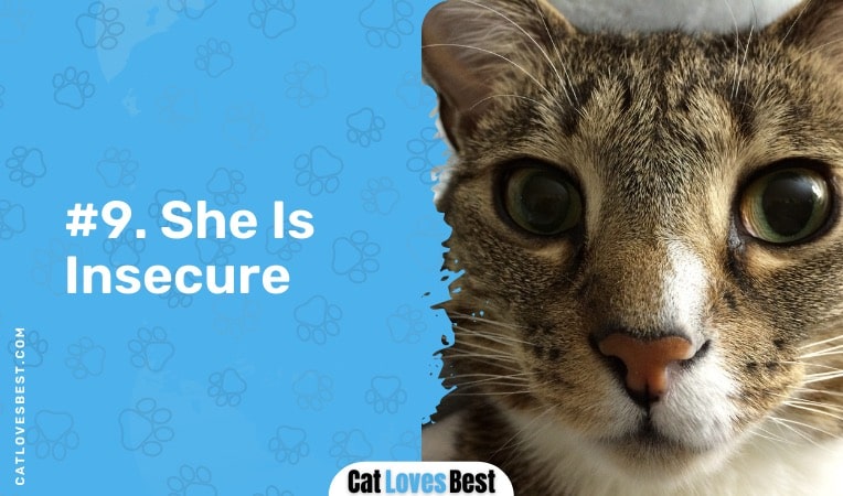 your cat is insecure