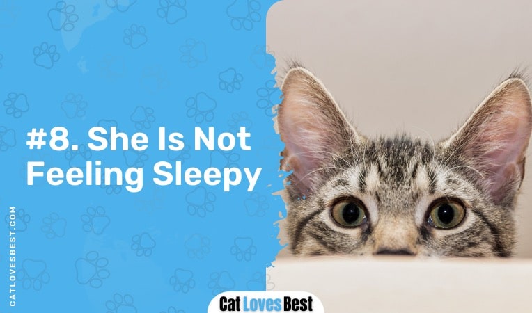 your cat is not feeling sleepy