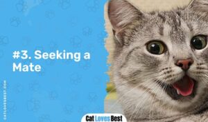 What Is Caterwauling? 6 Reasons Behind It