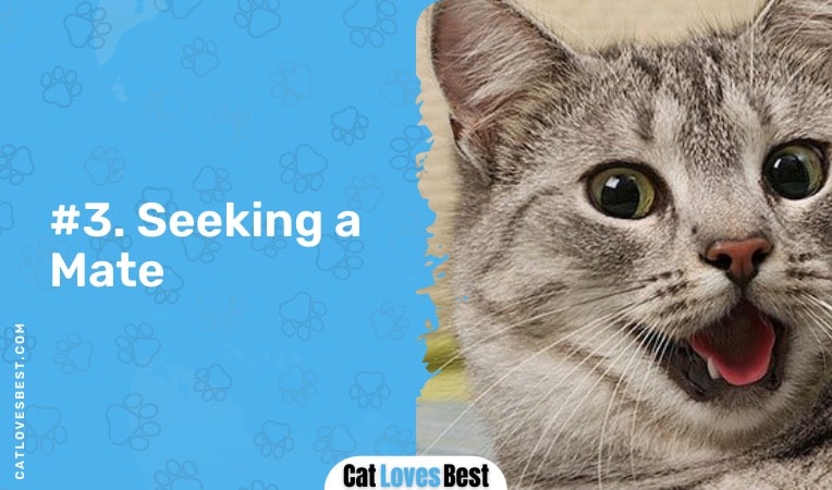 your cat is seeking a mate