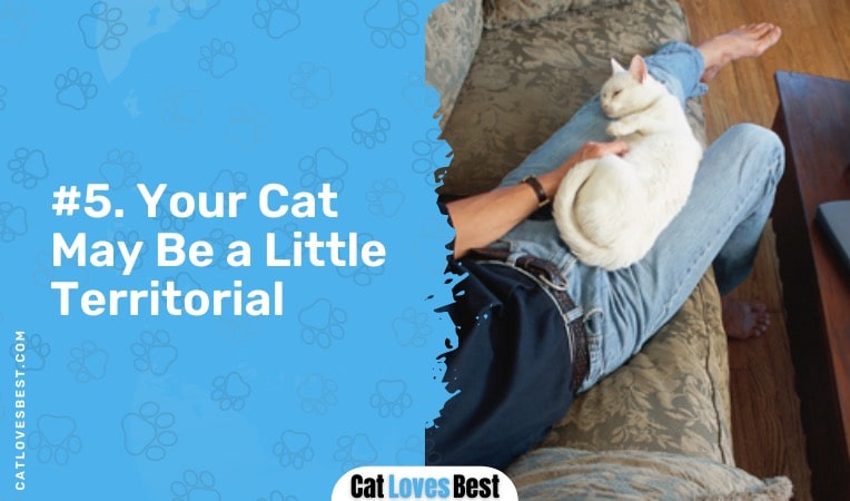 your cat may be a little territorial
