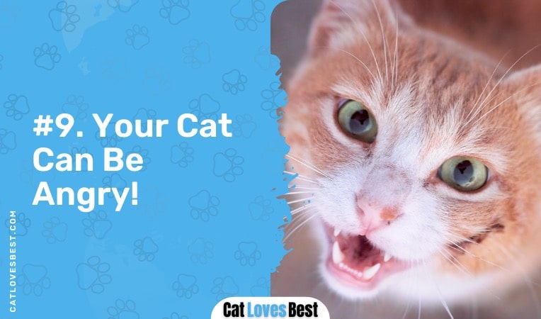 your cat might be angry