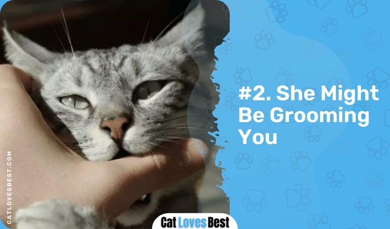 your cat might be grooming you