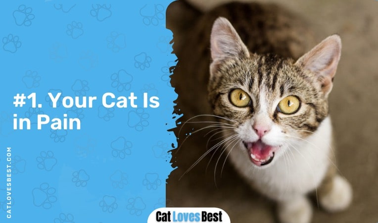 your cat might be in pain