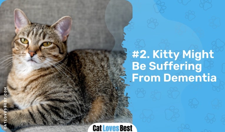 your cat might be suffering from dementia