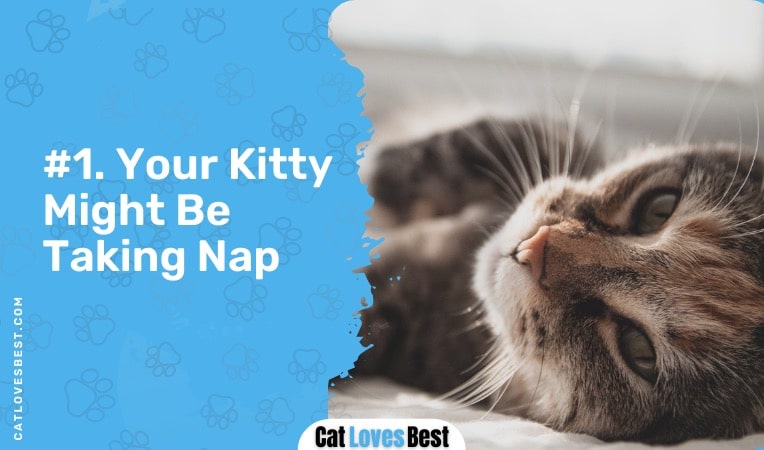 your cat might be taking a nap