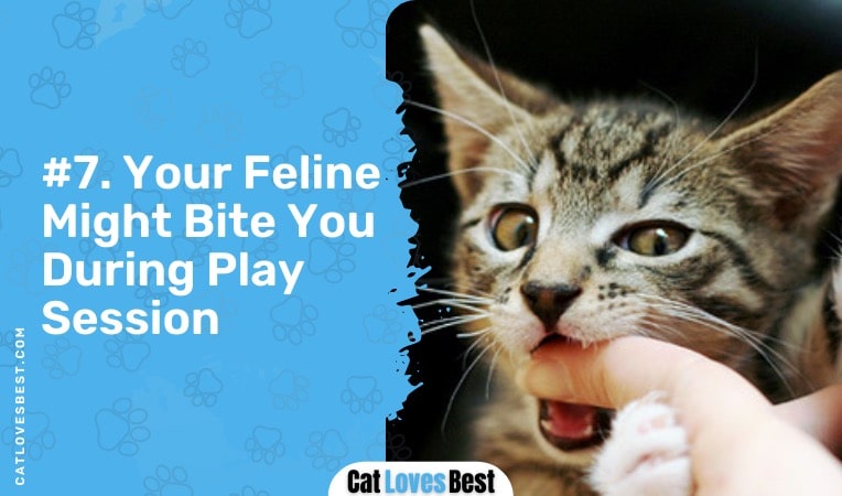 your cat might bite you during the play session