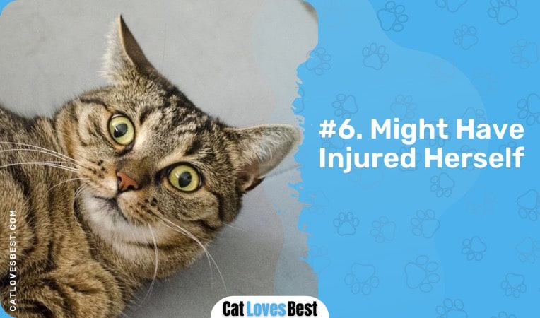 your cat might have injured itself