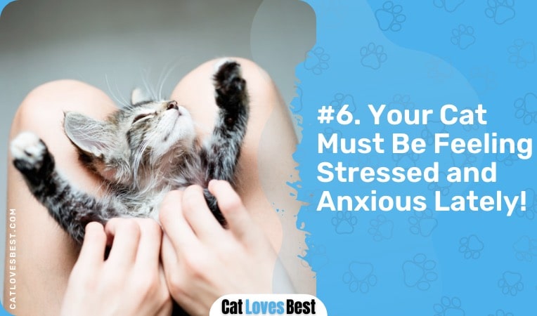 your cat must be feeling stressed and anxious lately