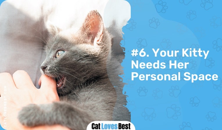 your cat needs her personal space