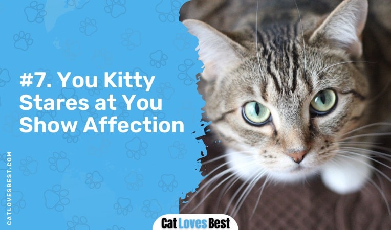 your cat stares at you to show affection