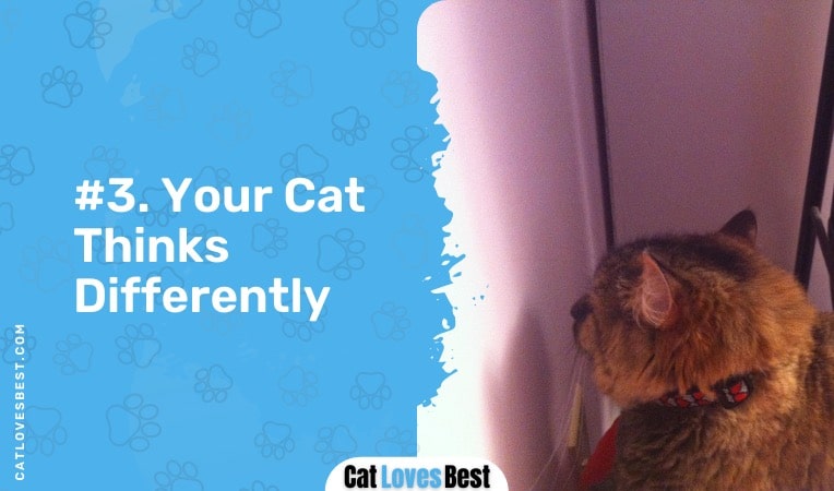 your cat thinks differently