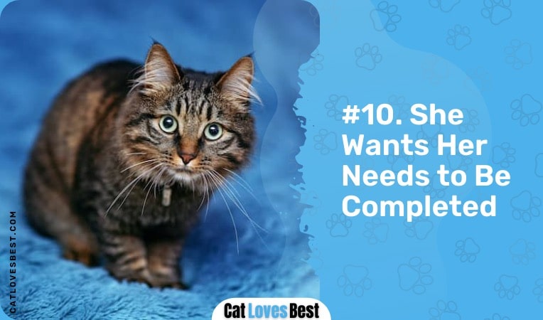 your cat wants her needs to be completed