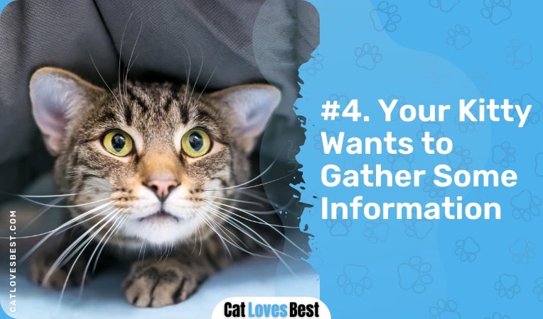 your cat wants to gather some information