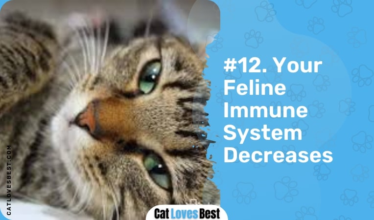 your feline immune system decreases