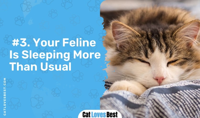 your feline is sleeping more than usual