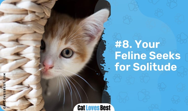 your feline seeks for solitude