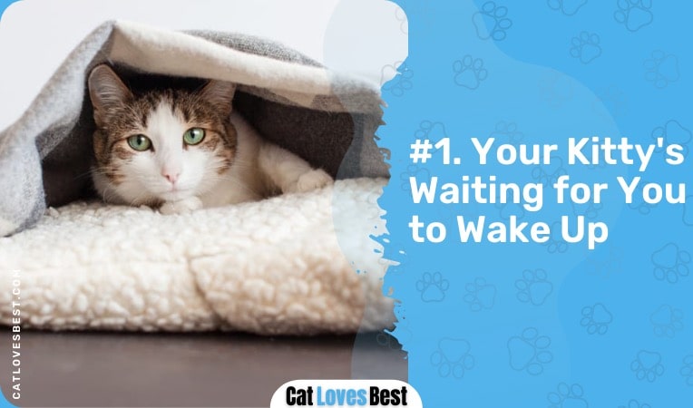 your kitty is waiting for you to wake up