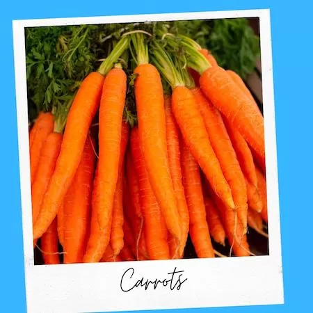 Carrots Healthy for Cats