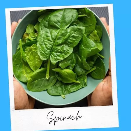 Spinach Safe for Cats