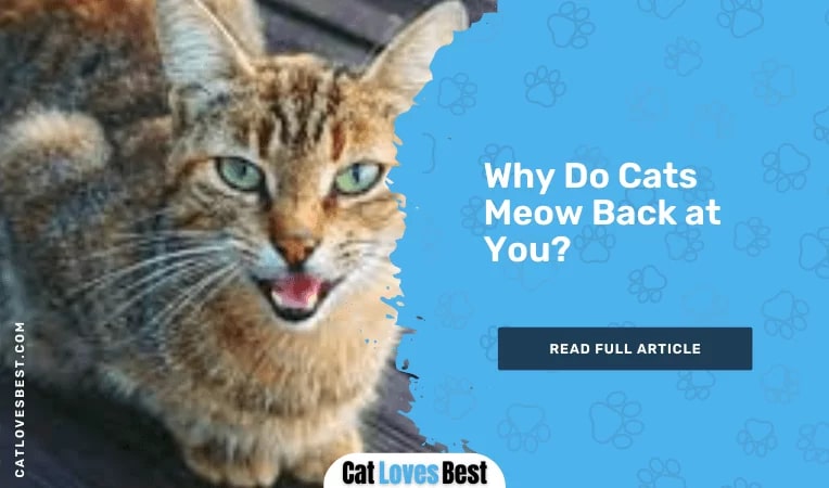 Why Do Cats Meow Back at You