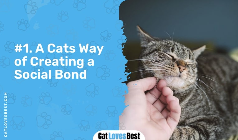 a cats way of creating a social bond