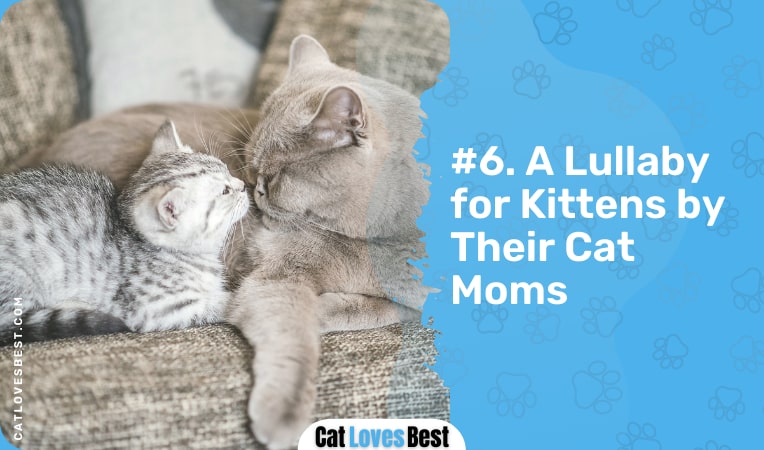 a lullaby for kittens by their cat moms