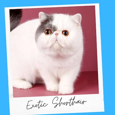 affectionate exotic shorthair cats