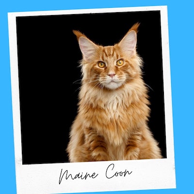 affectionate maine coon cat