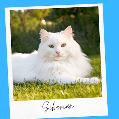 affectionate siberian cat breed