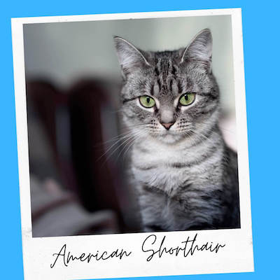 american shorthair cat best for emotional support